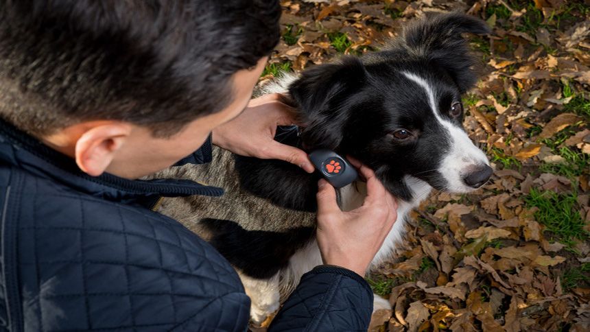 GPS Dog Trackers & Activity Monitors - 10% Teachers discount
